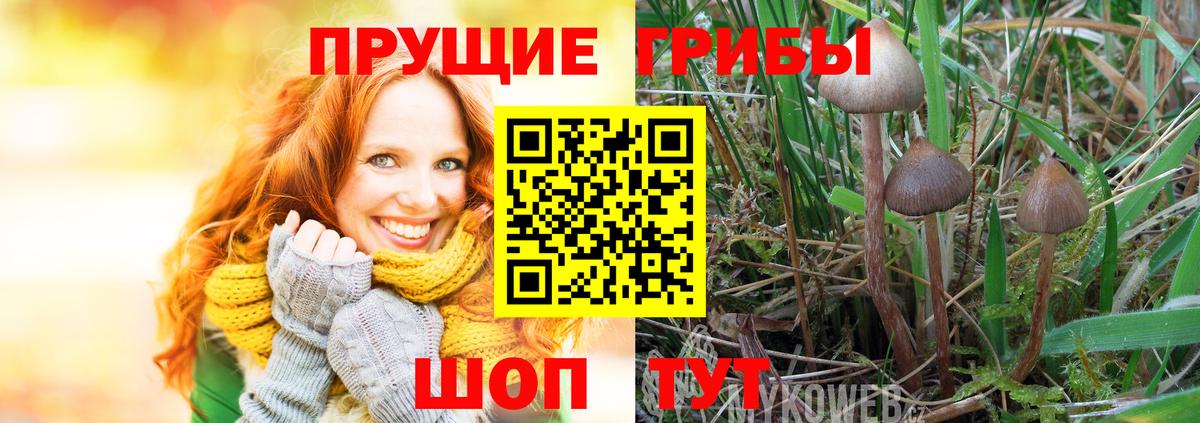 Курган  наркотики  Вход с VPN  Псилоцибиновые грибы Magic Shrooms 